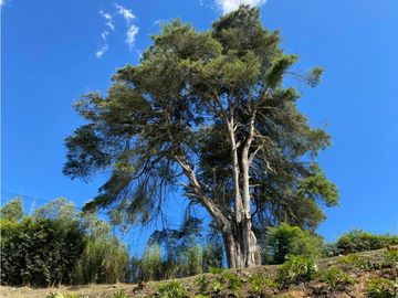 VENTA DE CASA EN PONTEZUELA