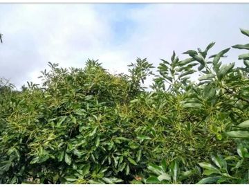 VENTA FINCA 5 ha Aguacate Abejorral Antioquia