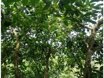 VENTA FINCA 5 ha Aguacate Abejorral Antioquia