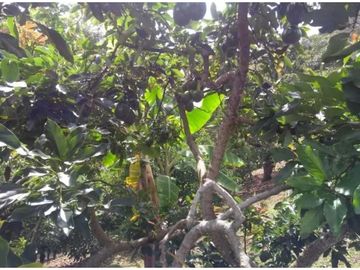 VENTA FINCA 5 ha Aguacate Abejorral Antioquia