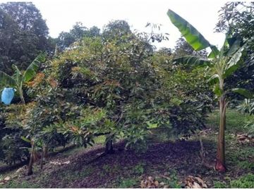 VENTA FINCA 5 ha Aguacate Abejorral Antioquia