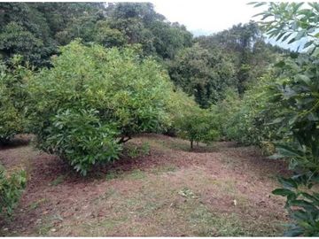 VENTA FINCA 5 ha Aguacate Abejorral Antioquia