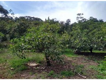 VENTA FINCA 5 ha Aguacate Abejorral Antioquia