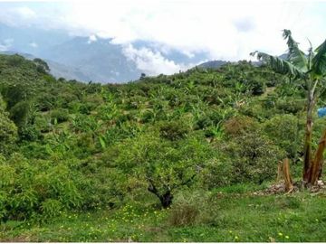 VENTA FINCA 5 ha Aguacate Abejorral Antioquia