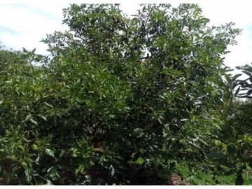 VENTA FINCA 5 ha Aguacate Abejorral Antioquia