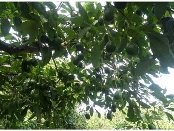VENTA FINCA 5 ha Aguacate Abejorral Antioquia