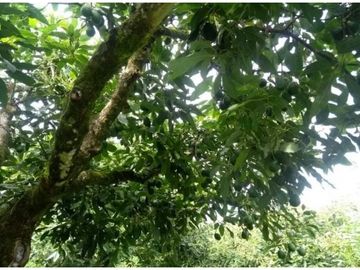 VENTA FINCA 5 ha Aguacate Abejorral Antioquia