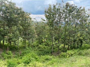 Venta de Lote Sector Lisboa, Manizales