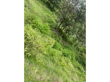 Venta de Lote Sector Lisboa, Manizales