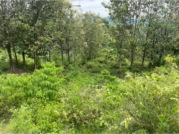 Venta de Lote Sector Lisboa, Manizales