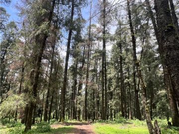 Terreno boscoso en Venta en Pueblo Nuevo, cerca de Huasca
