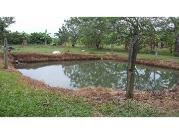 VENDO FINCA EN SANTA ELENA (CERRITO VALLE) T.P 7983343