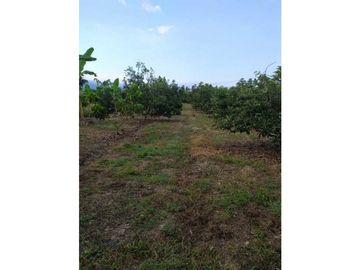 VENDO FINCA EN SANTA ELENA (CERRITO VALLE) T.P 7983343
