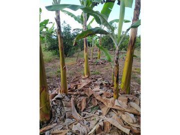 VENDO FINCA EN SANTA ELENA (CERRITO VALLE) T.P 7983343