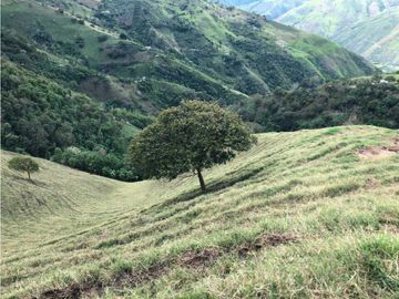 VENTA FINCA GANADERA EN VERSALLES VALLE.  W 7983519  L.G