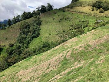VENTA FINCA GANADERA EN VERSALLES VALLE.  W 7983519  L.G
