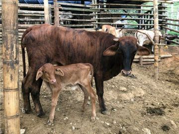 VENTA FINCA GANADERA EN VERSALLES VALLE.  W 7983519  L.G