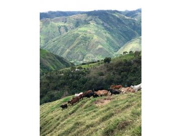 VENTA FINCA GANADERA EN VERSALLES VALLE.  W 7983519  L.G