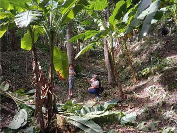 FINCA A LA VENTA CAÑAVERAL PENONOME