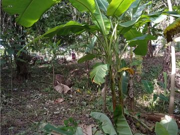 FINCA A LA VENTA CAÑAVERAL PENONOME