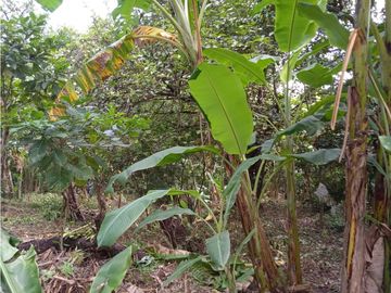 FINCA A LA VENTA CAÑAVERAL PENONOME