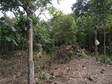 FINCA A LA VENTA CAÑAVERAL PENONOME