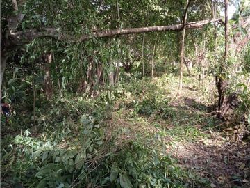 FINCA A LA VENTA CAÑAVERAL PENONOME