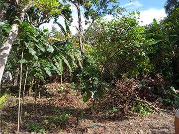 FINCA A LA VENTA CAÑAVERAL PENONOME