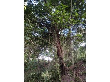 FINCA A LA VENTA CAÑAVERAL PENONOME