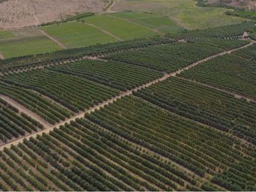 Se vende linda Parcela Fundo Los Olivos Pencahue