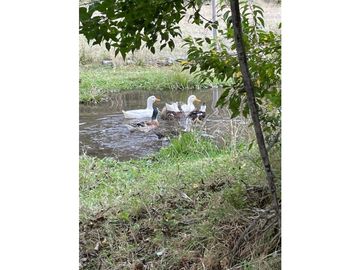 VENTA CASA - DOMOS / PANGUIPULLI - LIQUIÑE / Tierra Indígena