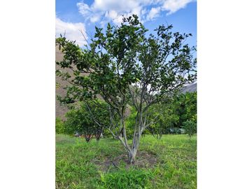 FINCA PRODUCTORA AGUACATE EN VENTA VIJES AMS.6749532