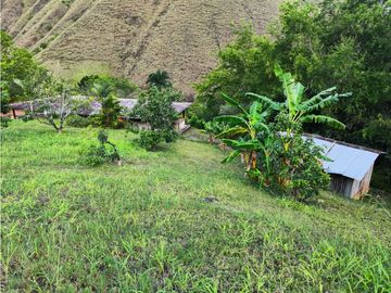 FINCA PRODUCTORA AGUACATE EN VENTA VIJES AMS.6749532