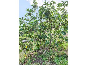 FINCA PRODUCTORA AGUACATE EN VENTA VIJES AMS.6749532