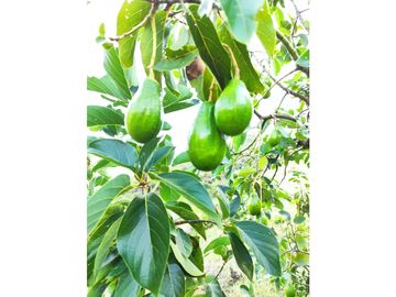FINCA PRODUCTORA AGUACATE EN VENTA VIJES AMS.6749532
