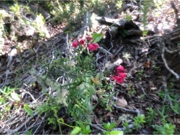 ¡Imperdible terreno en Cobquecura!