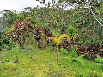 VENTA FINCA  VEREDA LA TEBAIDA SAN LUIS ANTIOQUIA