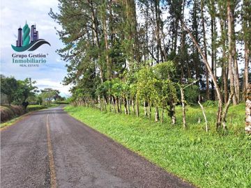 VENDO FINCA DE 6.5 HA CON ALTITUD DE 995M.S.N.M.