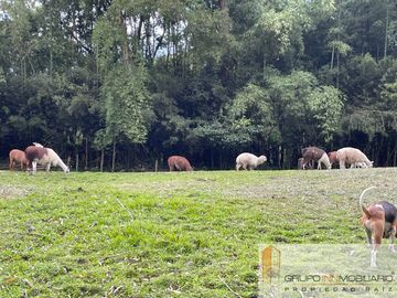 Casa-Finca en Venta Ubicado en Medellín Codigo 1807