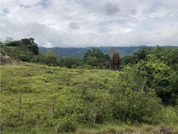 VENDO FINCA EN CARMEN DE APICALA