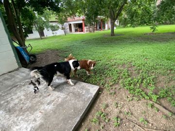 PALMITOS CADEREYTA JIMENEZ NUEVO LEON