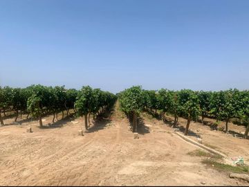 VENDO TERRENO AGRICOLA EN QUILMANA - CAÑETE