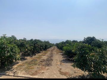 VENDO TERRENO AGRICOLA EN QUILMANA - CAÑETE