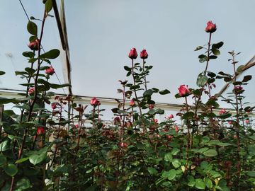 FLORICOLA EN VENTA SECTOR TABACUNDO