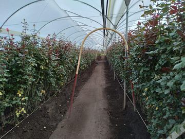 FLORICOLA EN VENTA SECTOR TABACUNDO
