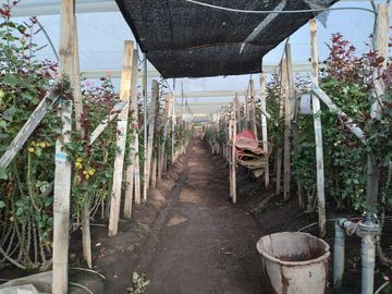FLORICOLA EN VENTA SECTOR TABACUNDO