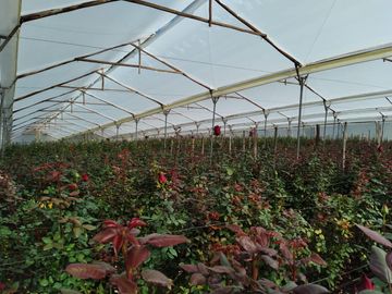 FLORICOLA EN VENTA SECTOR TABACUNDO