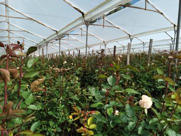 FLORICOLA EN VENTA SECTOR TABACUNDO