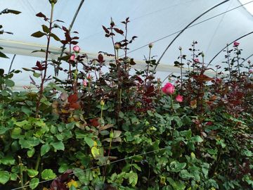 FLORICOLA EN VENTA SECTOR TABACUNDO