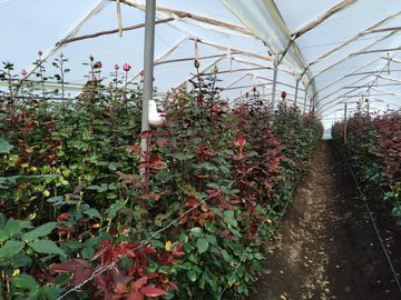 FLORICOLA EN VENTA SECTOR TABACUNDO